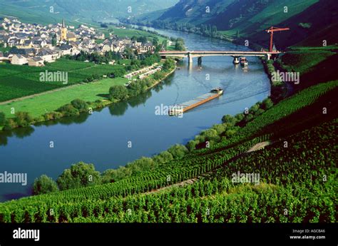 Vineyards Moselle Germany Trittenheim Mosel .